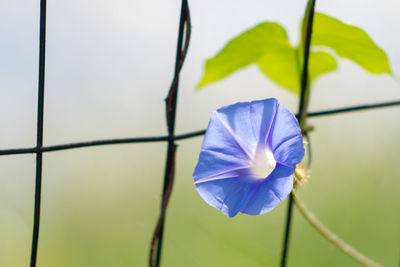 Close-up of purple flowering plant