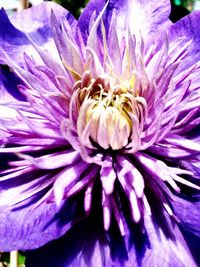 Close-up of purple flower