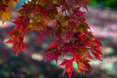 Close-up of red maple leaves