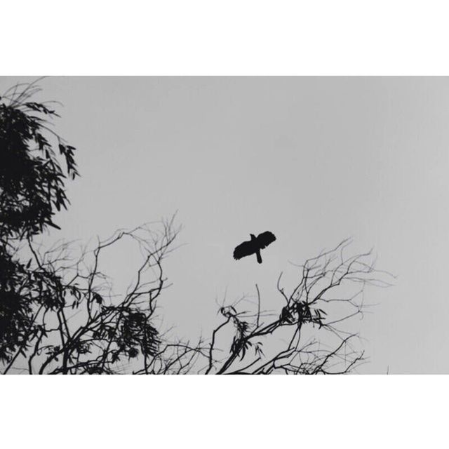 transfer print, auto post production filter, silhouette, clear sky, tree, low angle view, wildlife, bird, animal themes, bare tree, branch, animals in the wild, one animal, copy space, nature, sky, outdoors, perching, day, full length