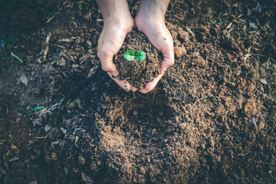 Cropped hands planting seedling on field