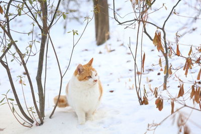 View of a cat on snow covered tree
