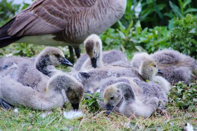 Canada geese and gosling's 