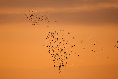 Low angle view of birds flying against sky during sunset