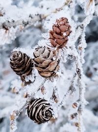 Close-up of pine cone on snow covered field