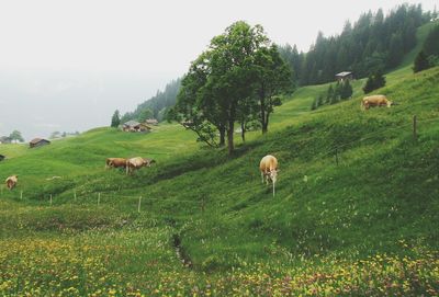 Scenic view of grassy field against sky