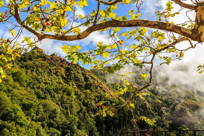 Low angle view of tree against sky