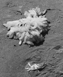 High angle view of fish on beach