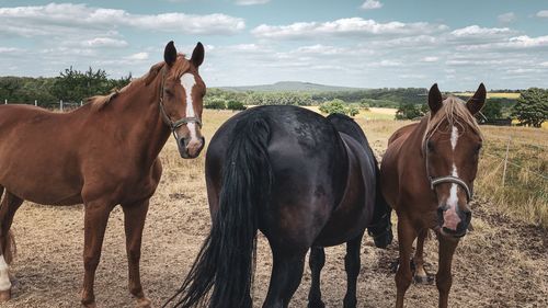 Horses standing in ranch