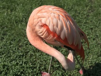 Close-up of a bird