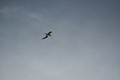 Low angle view of bird flying in sky