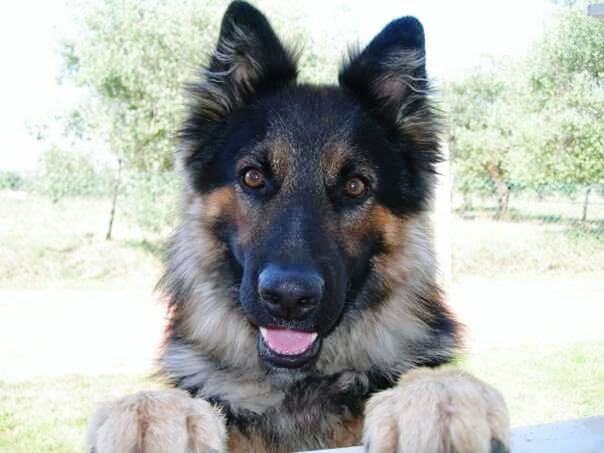 CLOSE-UP PORTRAIT OF A DOG IN PARK