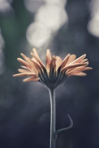 Close-up of flowering plant