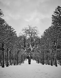 Bare trees on snow covered land against sky