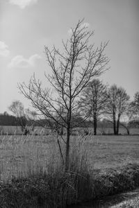 Bare tree on field against sky