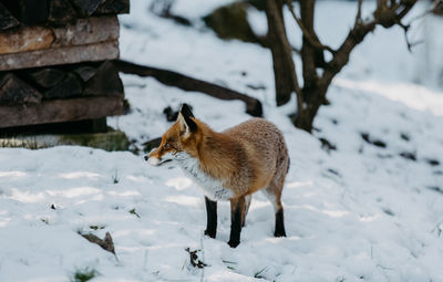 Fox on snow covered field