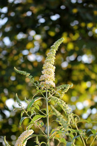 Close-up of flowering plant