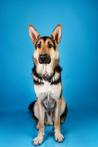 Portrait of dog sitting against blue background