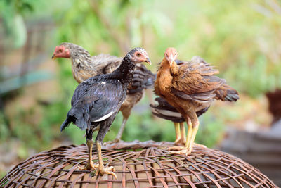 Close-up of chickens perching on basket at farm