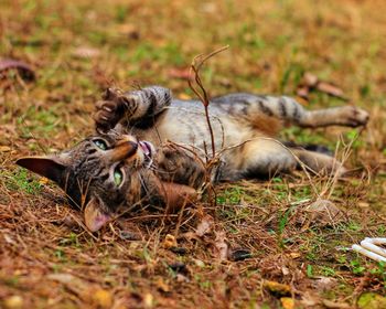 Cat lying in a field