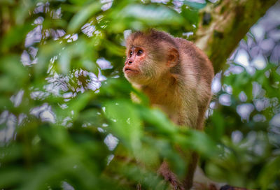 Monkey with a tear drop in the tree