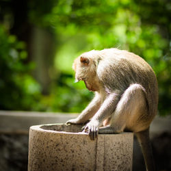 Long-tailed macaque monkeys roam free amongst the trees of the sacred ubud forest in bali, indonesia