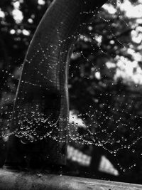 Close-up of water drops on spider web