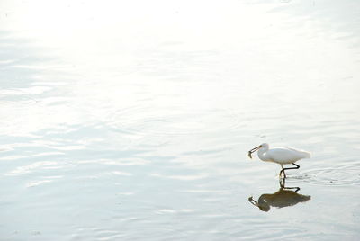 High angle view of bird in lake