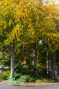 Trees in park during autumn