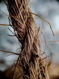 Close-up of dried plant against sky