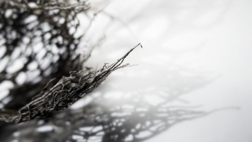 Close-up of snow on plant