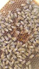 High angle view of bee on leaf