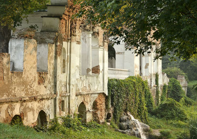 Plants in old building