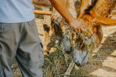 Midsection of farmer feeding plants to donkeys at farm