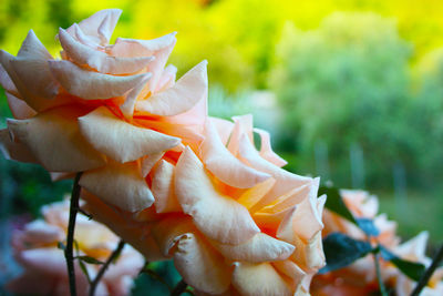 Close-up of orange rose flower