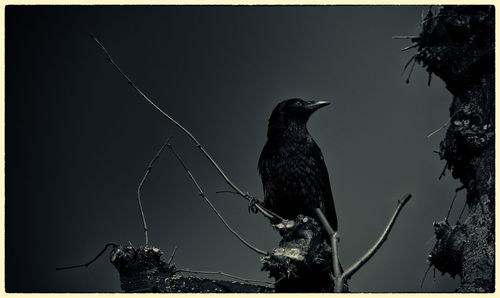 Low angle view of bird perching on tree against sky