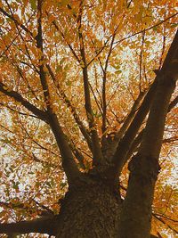 Trees in autumn