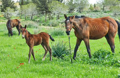 Horses in a field