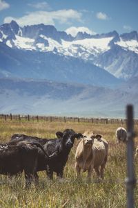 Cows grazing on field against snowy mountains and sky