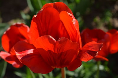 Close-up of red flowering plant