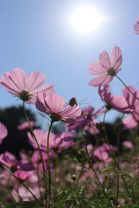 Close-up of pink cosmos flowers against sky