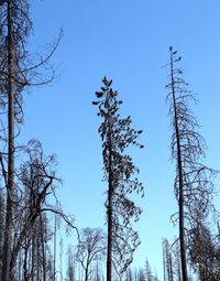 Low angle view of trees against blue sky