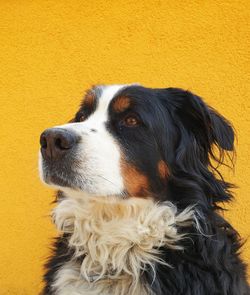 Close-up of a dog looking away
