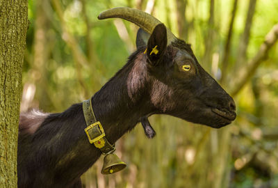 Goat standing by tree at forest