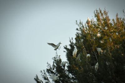 Low angle view of bird on tree against sky