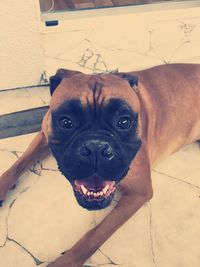 Close-up portrait of dog