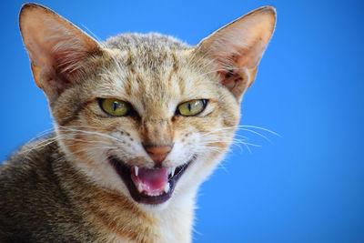 Close-up portrait of cat against blue background