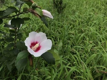 Close-up of pink flower on field