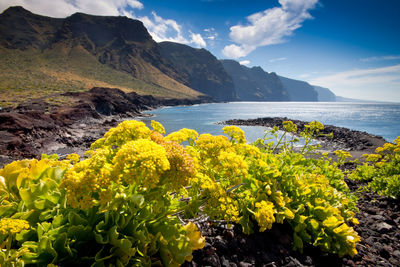 Yellow flowers growing by sea against sky
