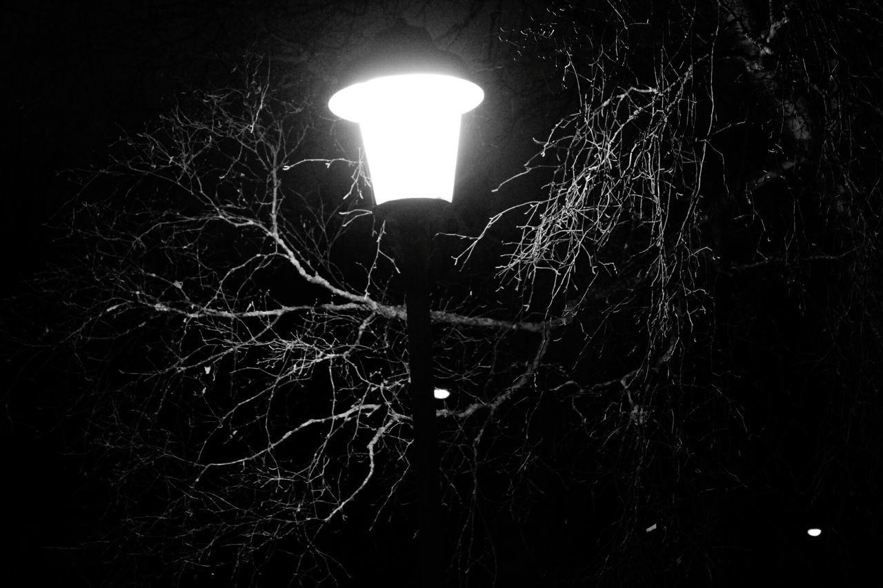 illuminated, lighting equipment, light bulb, glowing, night, electricity, low angle view, no people, black background, close-up, outdoors, tree, nature